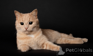 Zdjęcie №1.  - na sprzedaż w Mińsk | Bezpłatny | Zapowiedź № 165033