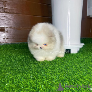 Zdjęcie №2 do zapowiedźy № 132473 na sprzedaż  chihuahua (rasa psów) - wkupić się Portugalia hodowca