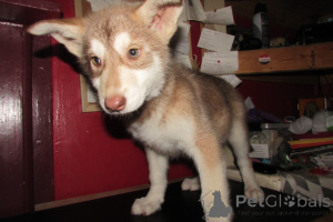 Zdjęcie №4. Sprzedam owczarek niemiecki w Czarleston. hodowca - cena - 7624zł