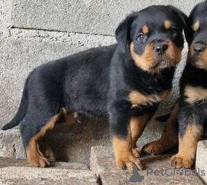 Zdjęcie №1. rottweiler - na sprzedaż w Lisbon | negocjowane | Zapowiedź №126860