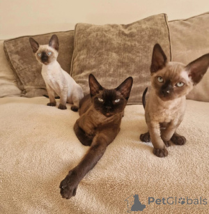 Zdjęcie №1. devon rex - na sprzedaż w Bergkamen | 1674zł | Zapowiedź № 177567