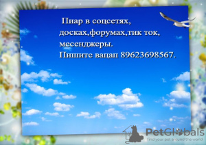 Zdjęcie №2. Usługi dostawy i transportu kotów i psów w Federacja Rosyjska. Price - negocjowane. Zapowiedź № 7936