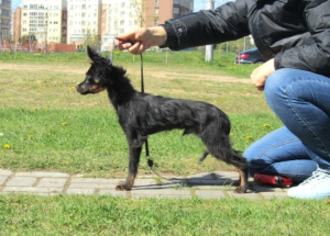 Zdjęcie №1. pies nierasowy - na sprzedaż w Mińsk | negocjowane | Zapowiedź №6505