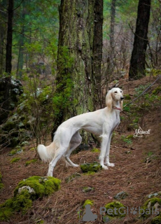 Dodatkowe zdjęcia: Szczenięta saluki, suczki i samce