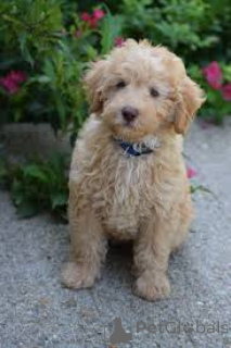 Zdjęcie №3. Sprzedam szczenięta Labradoodle. Wielka Brytania