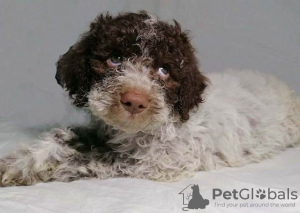 Dodatkowe zdjęcia: Szczenięta Lagotto Romagnolo