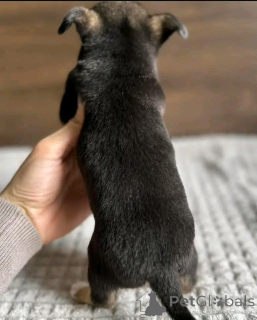 Zdjęcie №3. Teacup Chihuahua Puppy do adopcji. USA