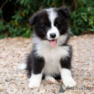 Zdjęcie №1. border collie - na sprzedaż w Paryż | negocjowane | Zapowiedź №71031