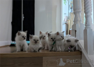 Zdjęcie №1. ragdoll - na sprzedaż w Aalborg | 1674zł | Zapowiedź № 153865