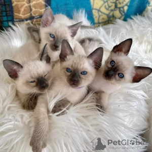 Zdjęcie №3. kauniita siamilaisia kissanpentuja. Finlandia