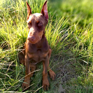 Zdjęcie №1. doberman - na sprzedaż w Bünsdorf | 4305zł | Zapowiedź №149009