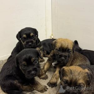 Zdjęcie №2 do zapowiedźy № 175420 na sprzedaż  border terrier - wkupić się Litwa prywatne ogłoszenie, hodowca