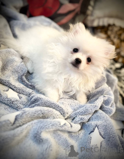 Zdjęcie №2 do zapowiedźy № 146675 na sprzedaż  szpic miniaturowy - wkupić się Białoruś prywatne ogłoszenie