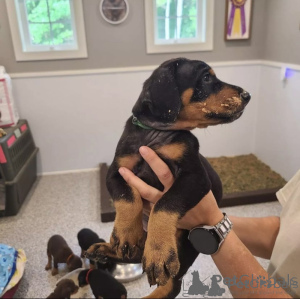 Zdjęcie №1. doberman - na sprzedaż w Genewa | negocjowane | Zapowiedź №166410