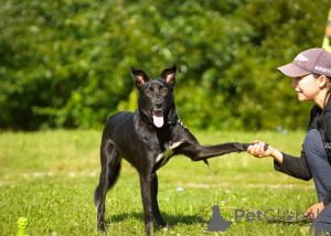 Zdjęcie №1. pies nierasowy - na sprzedaż w Elektrostynny | 5zł | Zapowiedź №151420