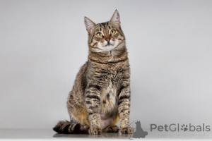 Zdjęcie №1.  - na sprzedaż w Chimki | Bezpłatny | Zapowiedź № 166044