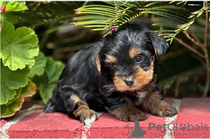 Zdjęcie №1. yorkshire terrier - na sprzedaż w Newtown | negocjowane | Zapowiedź №104856