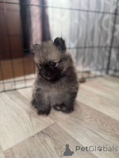 Zdjęcie №3. Szczeniak szpic. Izrael