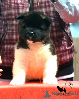 Zdjęcie №3. Szczenięta rasy American Akita. Serbia