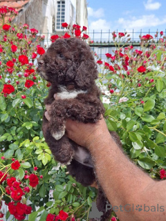 Zdjęcie №3. Lagotto Romagnolo. Serbia