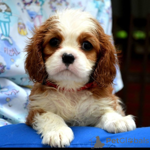 Zdjęcie №1. cavalier king charles spaniel - na sprzedaż w Vilovo | negocjowane | Zapowiedź №139035