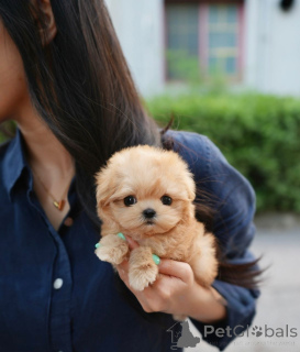 Zdjęcie №1. maltipu - na sprzedaż w Helsinki | 3109zł | Zapowiedź №158250