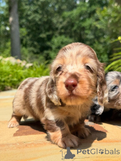 Zdjęcie №1. jamnik - na sprzedaż w Dublin | negocjowane | Zapowiedź №160275