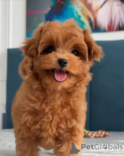 Zdjęcie №1. maltańczyk - na sprzedaż w Amsterdam | 5262zł | Zapowiedź №163962