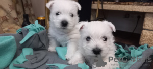 Dodatkowe zdjęcia: Sprzedam najlepsze szczenięta West Highland White Terrier