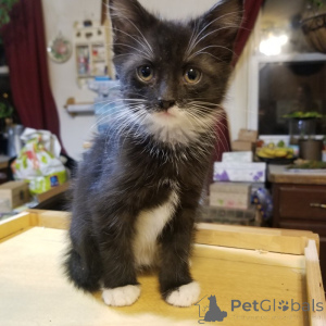 Zdjęcie №4. Sprzedam maine coon w Hannover. prywatne ogłoszenie, od żłobka, ze schronu, hodowca - cena - 2392zł