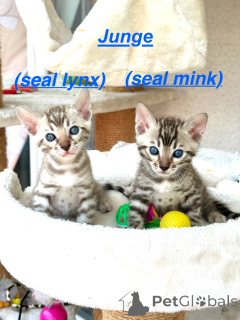 Zdjęcie №2 do zapowiedźy № 146423 na sprzedaż   - wkupić się Niemcy hodowca