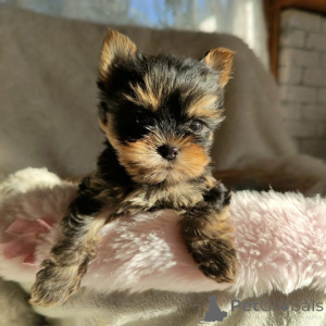 Zdjęcie №1. yorkshire terrier - na sprzedaż w Bielefeld | 1435zł | Zapowiedź №148568