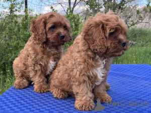 Zdjęcie №4. Sprzedam kawapu w Kijów. prywatne ogłoszenie, od żłobka, hodowca - cena - 2631zł