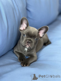 Zdjęcie №2 do zapowiedźy № 157877 na sprzedaż  buldog francuski - wkupić się Niemcy ze schronu, hodowca