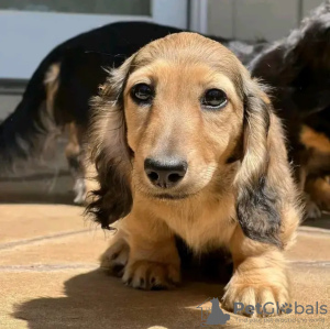 Zdjęcie №3. Wyszkolone w toalecie jamniki. Estonia