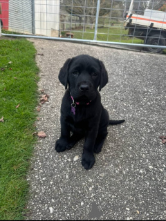 Zdjęcie №2 do zapowiedźy № 171690 na sprzedaż  labrador retriever - wkupić się Szwajcaria prywatne ogłoszenie