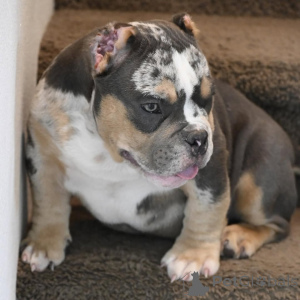 Zdjęcie №1. american bully - na sprzedaż w Aachen | 4779zł | Zapowiedź №147470
