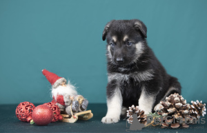 Zdjęcie №2 do zapowiedźy № 128581 na sprzedaż  owczarek wschodni - wkupić się Łotwa prywatne ogłoszenie, hodowca