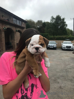 Zdjęcie №3. Buldog angielski po przeglądzie weterynaryjnym, już dostępny w sprzedaży. Niemcy