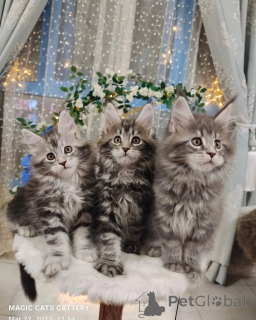 Zdjęcie №1. maine coon - na sprzedaż w Berlin | negocjowane | Zapowiedź № 163221