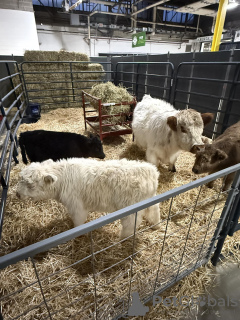 Zdjęcie №3. Мини -горный скот. Federacja Rosyjska