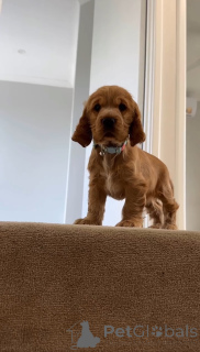 Zdjęcie №2 do zapowiedźy № 166700 na sprzedaż  cocker spaniel angielski - wkupić się Finlandia prywatne ogłoszenie