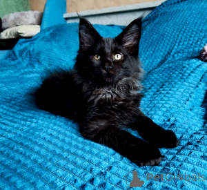 Zdjęcie №3. Wspaniały czarny chłopczyk rasy Maine Coon. Federacja Rosyjska