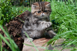 Zdjęcie №2 do zapowiedźy № 6840 na sprzedaż  kot egzotyczny - wkupić się Białoruś prywatne ogłoszenie