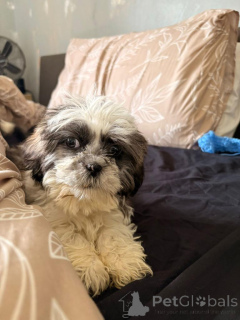 Zdjęcie №4. Sprzedam shih tzu w Berlin. prywatne ogłoszenie - cena - 2774zł