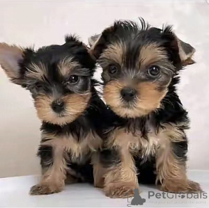 Zdjęcie №1. yorkshire terrier biewer - na sprzedaż w Waszyngton | 4634zł | Zapowiedź №169101