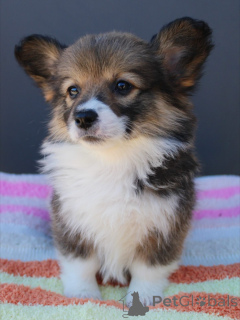 Zdjęcie №3. Szczenięta Corgi Przyjazne, inteligentne i gotowe do zamieszkania w rodzinie. Niemcy