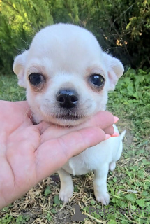Zdjęcie №3. Mini i Mikro Chihuahua. Serbia