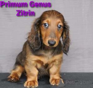 Zdjęcie №4. Sprzedam  w Москва. od żłobka - cena - negocjowane