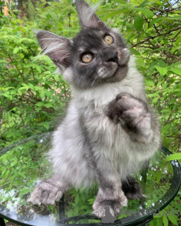 Zdjęcie №2 do zapowiedźy № 156245 na sprzedaż  maine coon - wkupić się Luksemburg prywatne ogłoszenie